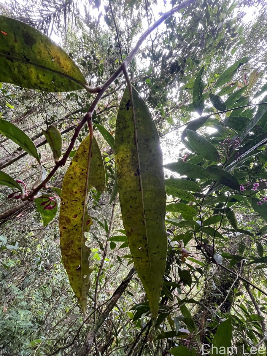 Ardisia gardneri C.B.Clarke